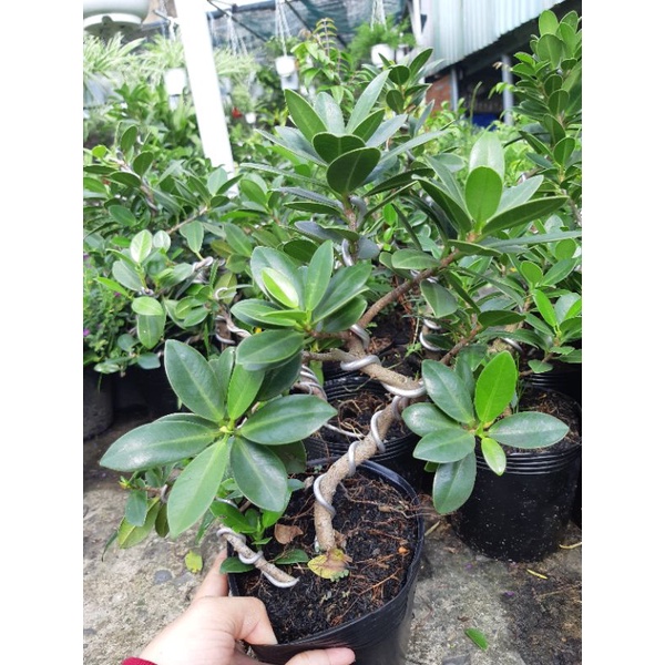 Cây si Nhật bonsai