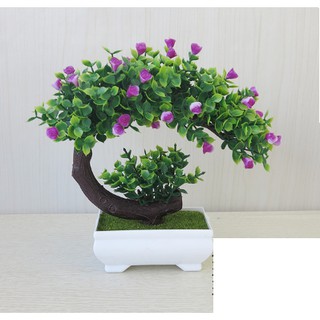 Chậu hoa bonsai để bàn