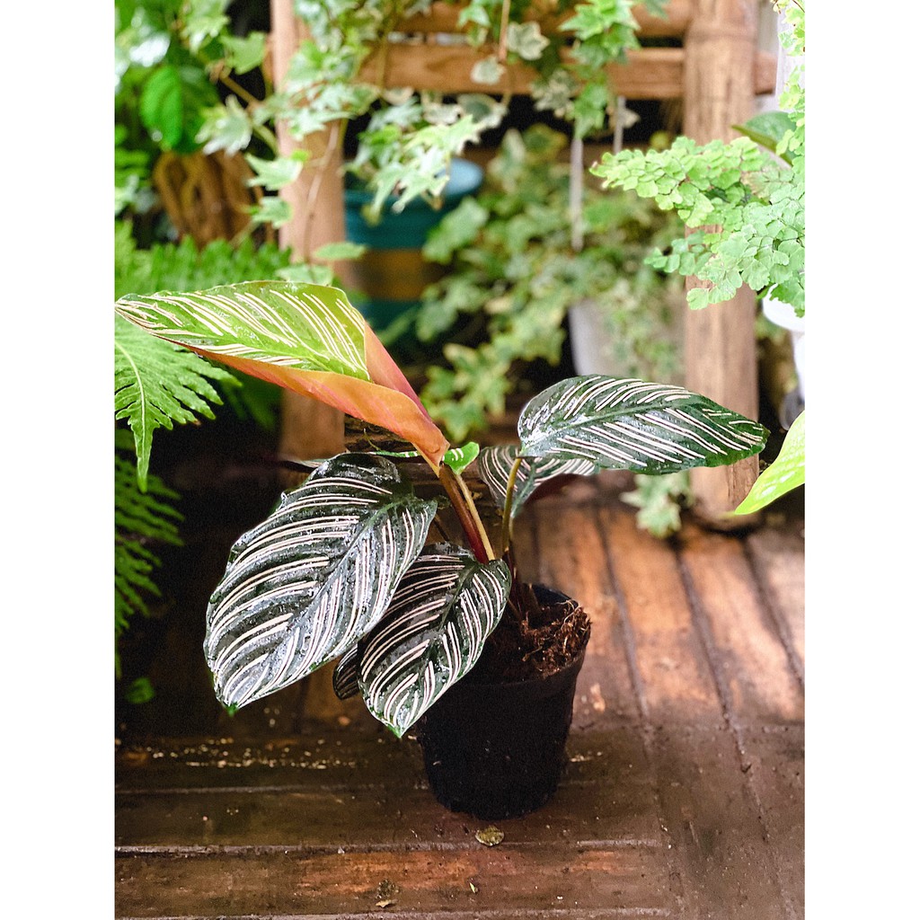 Cây Calathea ornata Sanderiana (Đuôi Công Đen, Hắc Công Vỹ) chậu nhựa