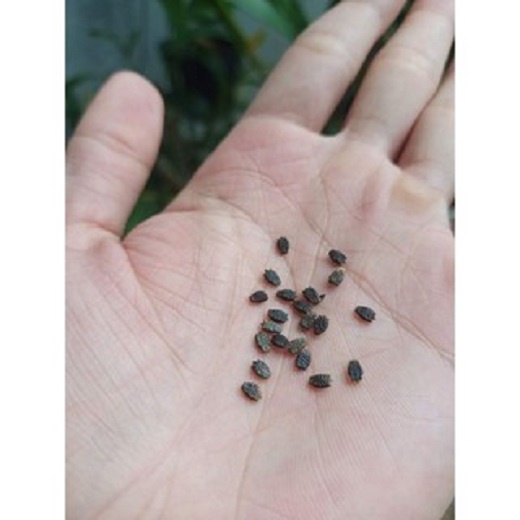 Hạt giống cây lạc tiên, bao lạc tiên cảnh gói 10 hạt