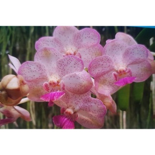 Lan Ngọc Điểm Lai Vanda - Hoa To - Màu Hồng
