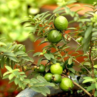 Cây ổi lá rí bonsai