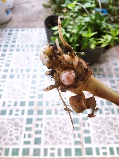 Cây củ nghệ đen -vàng