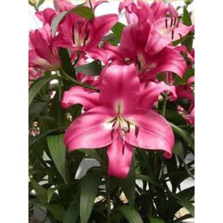 Củ hoa ly size 14/16