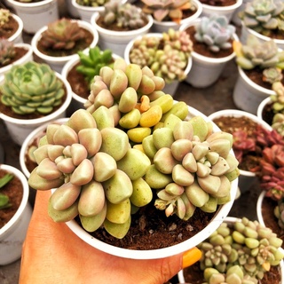 Sen đá kim tuyến sz trung