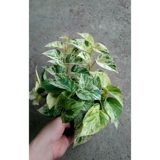 Cây Trầu Bà Sữa - Cây cảnh mini