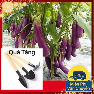 Hạt Giống Cà Tím Dài F1 Tặng Bộ Dụng Cụ Mini Trồng Cây Tặng Bộ Dụng Cụ Mini Trồng Cây