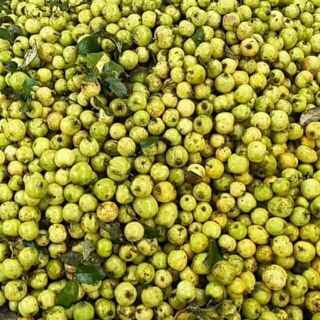 Sỉ giá gốc táo mèo tươi 1kg