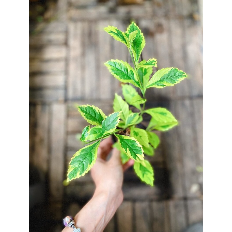 Cây Duranta repens Golden Edge  chậu nhựa