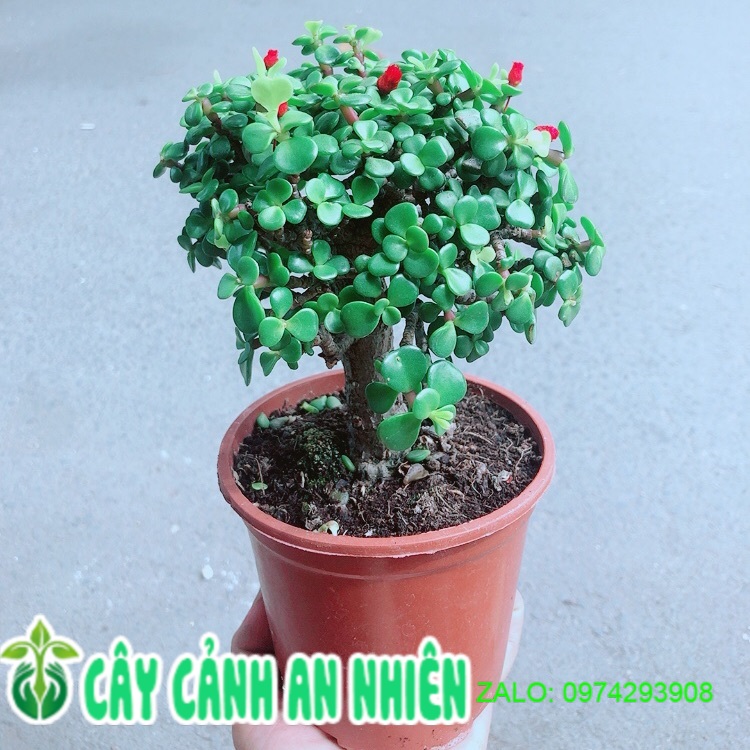 Cây Cành Vàng Lá Ngọc Thân Cổ Thụ