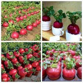 HẠT GIỐNG CỦ CẢI ĐỎ KHỔNG LỒ (100 hạt)
