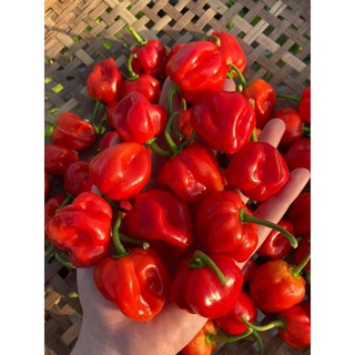 [Hạt Giống Mỹ] Ớt Siêu Cay Habanero Đỏ F1 (Gói lẻ 10 hạt)