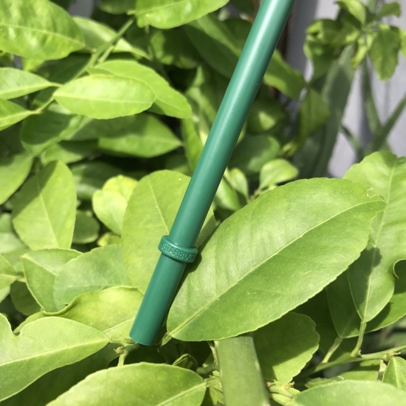 ỐNG HÚT NHỰA CỨNG-STARBUCKS-HÀNG CHÍNH HÃNG