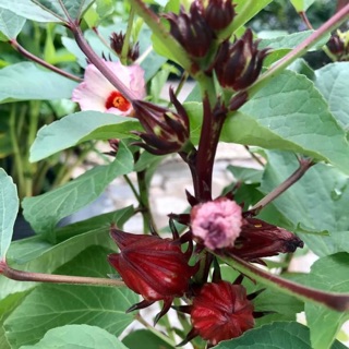 Cây atisô (trà atisô )