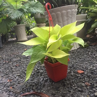 Trầu bà hoàng kim treo mini