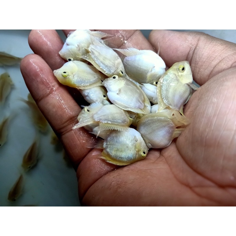 Két trắng ( platinum )