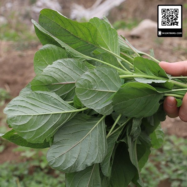 1KG Hạt giống rau dền xanh lá liễu (rau dền xanh lá nhọn)