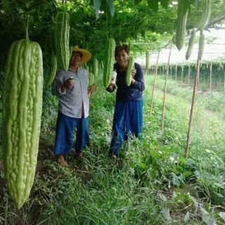MƯỚP ĐẮNG KHỔNG LỒ THÁI LAN