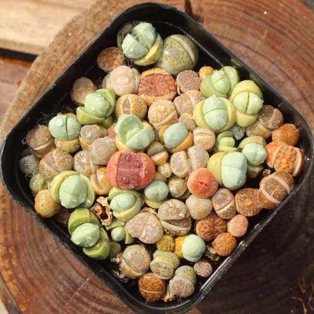 [SIÊU SALE] CHẬU SEN ĐÁ LITHOPS ĐỦ LOẠI NGẪU NHIÊN (SEN MÔNG; THẠCH LAN)