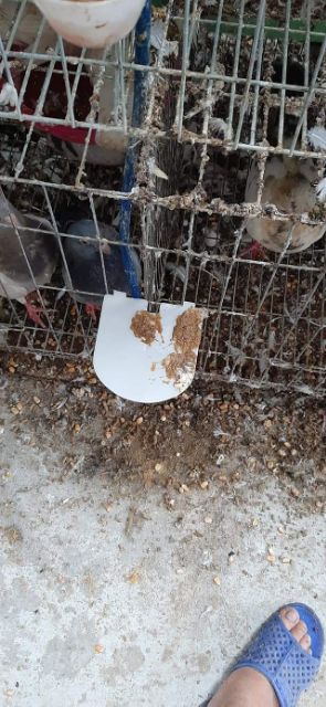 Tấm chắn phân chim bồ câu cho cốc nước tự động