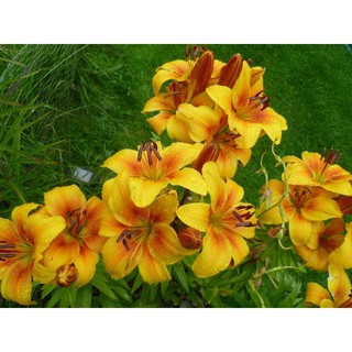 CỦ HOA LY LÙN MÀU VÀNG NHỤY ĐỎ