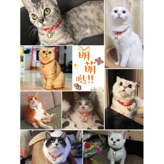 Vòng Cổ Có Chuông Cho Thú Cưng