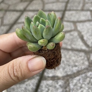 🌈 SEN ĐÁ THƯỢC DƯỢC mini ❗ FREE SHIP