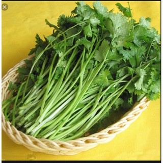 hạt giống rau mùi ta