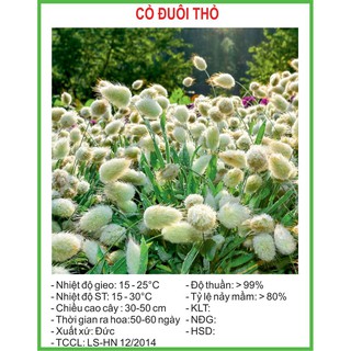 Hạt Giống Cỏ đuôi thỏ 100 Hạt/ Gói