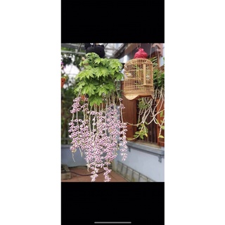 🍀BAO CHẤT🍀Hoa Lan phi điệp