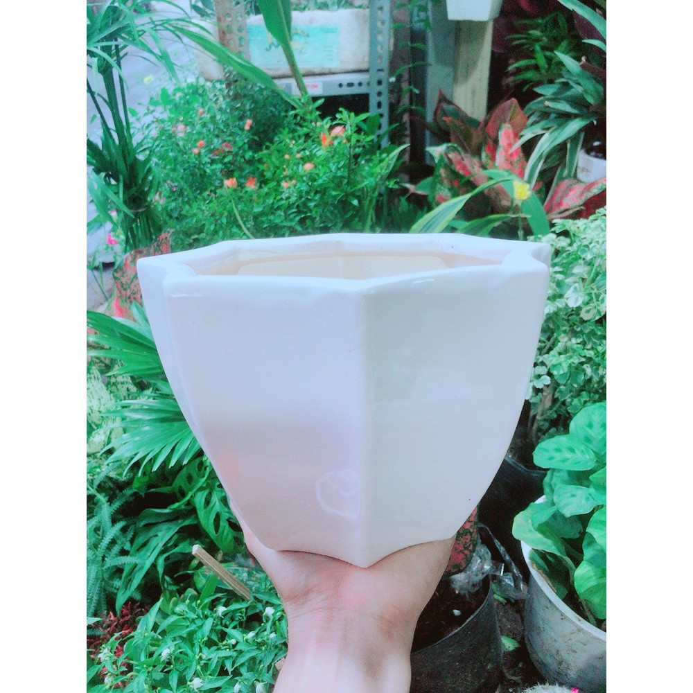 Chậu Trồng Cây
