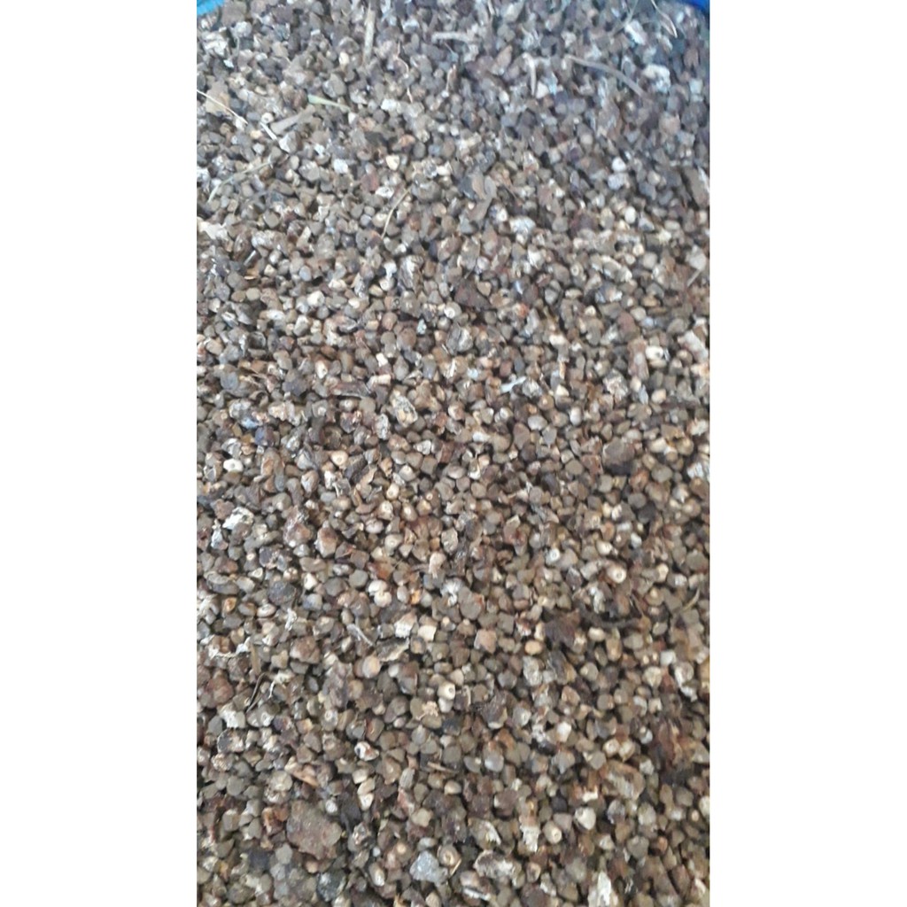Hạt chuối rừng Kon Tum (loại chỉ có hột, không phải nguyên trái)