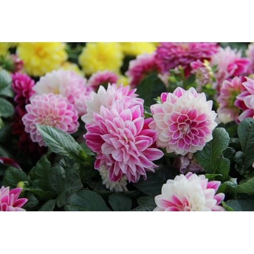 Hạt Giống Hoa Thược Dược HN010