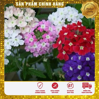Hạt Giống Hoa Vân Anh ( VEBERNA)