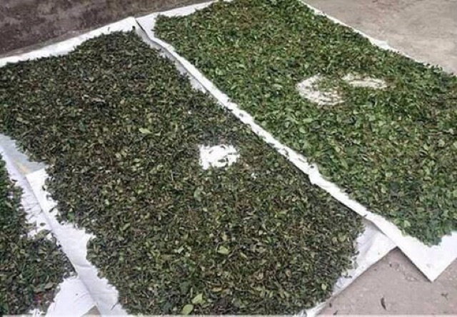 Lá chè vằng quê hàng chuẩn 1 kg uống giảm cân lợi sữa