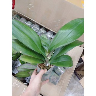 Lan hồ điệp đại combo 3 cây
