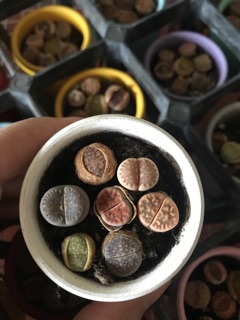 sen mông ( sen lithop)