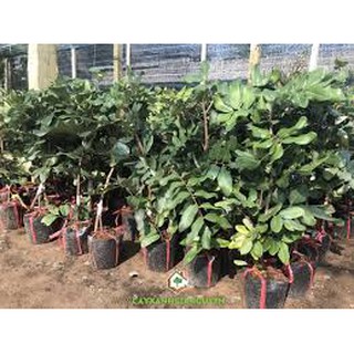 CÂY GIỐNG Nhãn Tiêu Da Bò (Siêu sớm, Siêu trái).