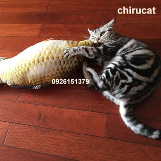 Cá Bông Nhồi Cỏ Bạc Hà Canip Kim Long,Hồng Long,Ngân Long,Nemo,Chép Vàng Chép Đỏ,Chọn Ngẫu Nhiên.