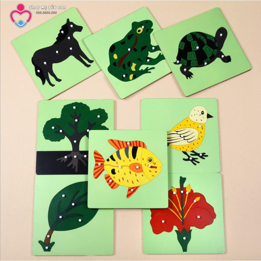 Tranh ghép sinh học - Giáo cụ Montessori
