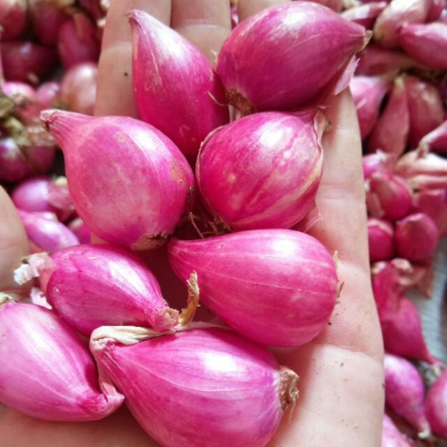 Hành tím Lý Sơn