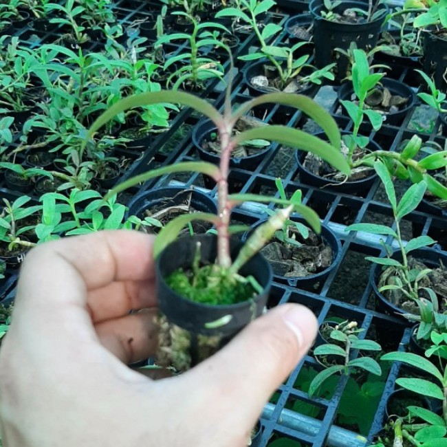 Cây lan giống Lan Phi điệp giao hàng như hình tặng kèm chậu, mua 10 cây tặng 1 cây