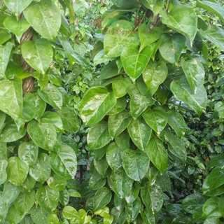 CÂY LÁ GIANG