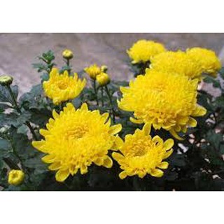 2000 HẠT GIỐNG HOA CÚC VÀNG