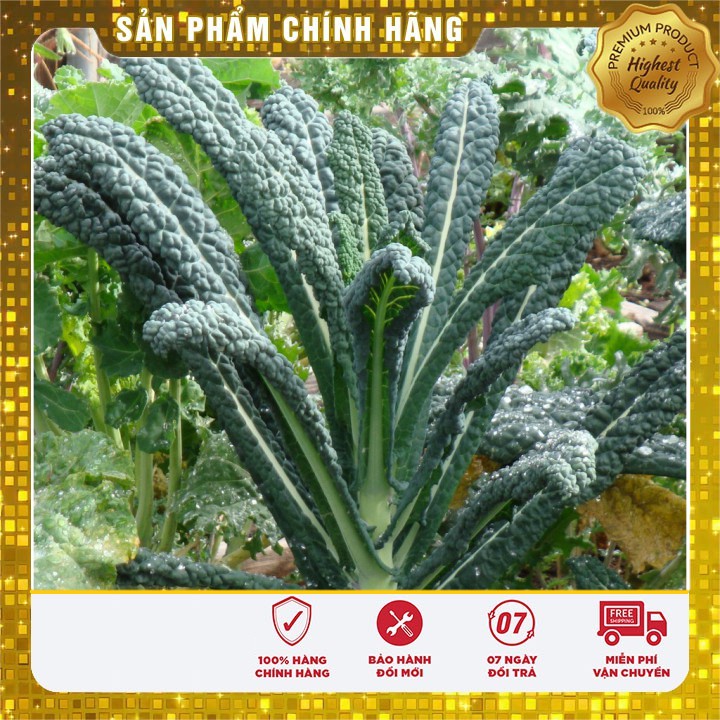 Hạt giống cải xanh Kale -2gr