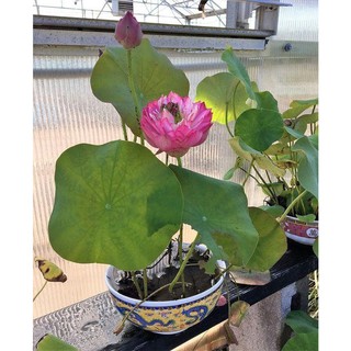 SEN MINI NHẬT 5 HẠT