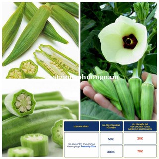 20GR - HẠT GIỐNG ĐẬU BẮP