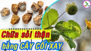 Cây Cối Xay