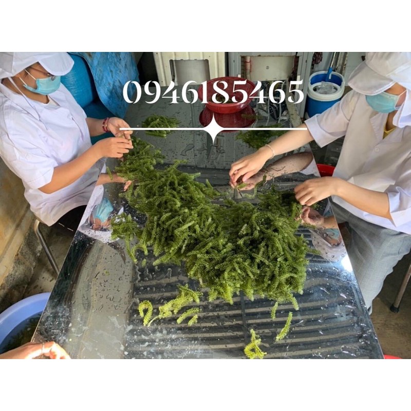 RONG NHO BIỂN TƯƠI ( ĐÓNG TÚI 1 KG) | BigBuy360 - bigbuy360.vn
