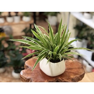 Cây lan chi nhện( không bao gồm chậu)